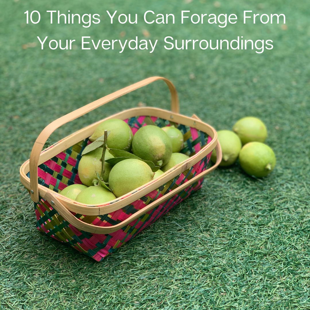 10 things you can forage from your everyday surroundings